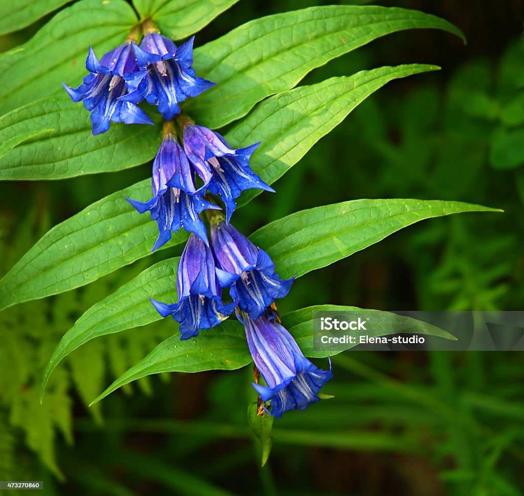 Hermosa Flor Azul De Enriquecimiento Con Forma De Campana De Flores Foto de  stock y más banco de imágenes de 2015 - iStock