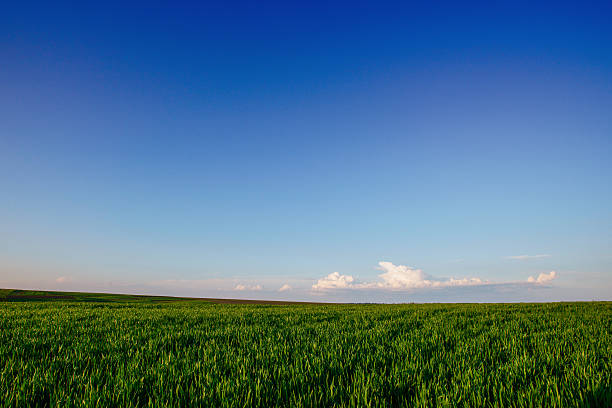 istock field of green Grass 473270880