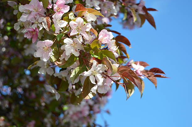 Pin Cherry Blossoms Blossoms on pin cherry tree in central Ohio. jtmcdaniel stock pictures, royalty-free photos & images