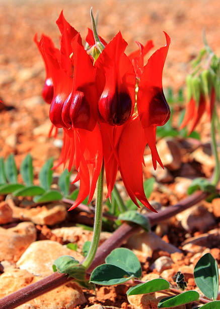 istock Sturts Desert Pea, Australian Wildflower 473271694