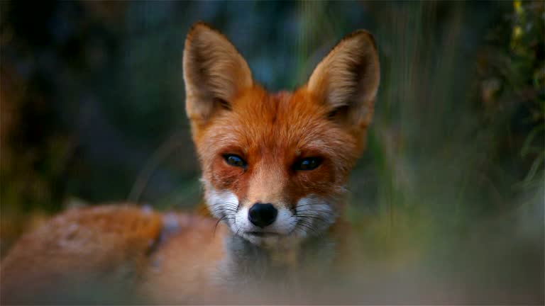 Fuchs