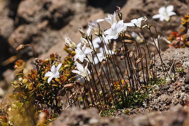 istock bluebells growing on volcanic rocks 473272460