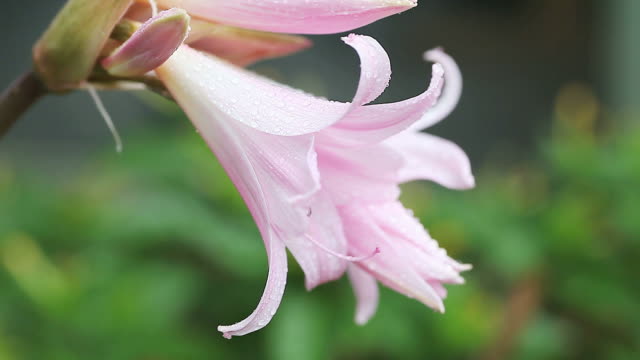wet belladonna lily