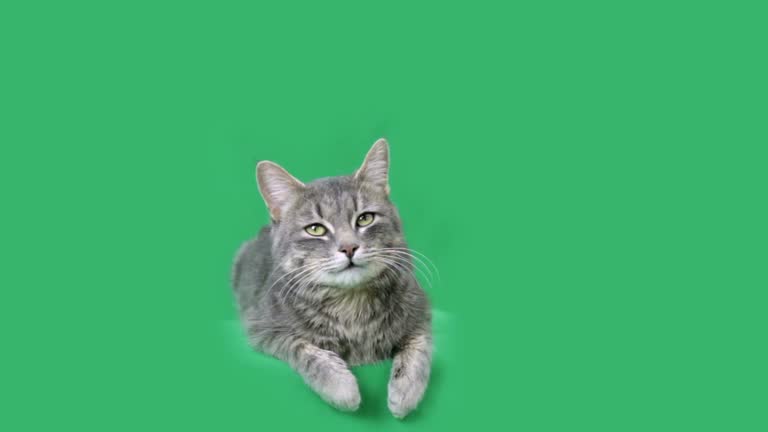 Katze