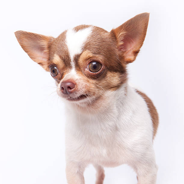 istock chihuahua portrait 473284094