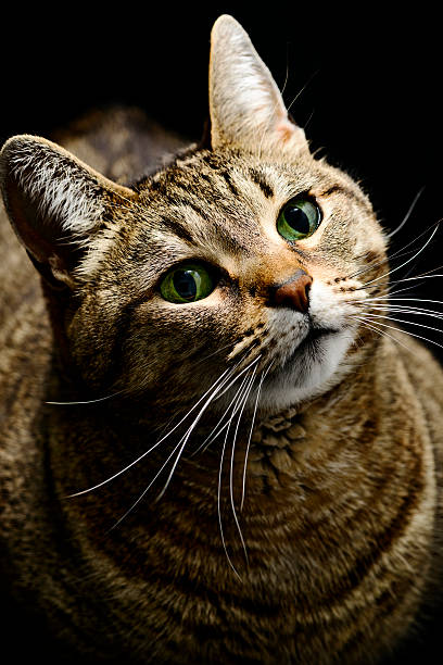 istock Tabby Cat - Portrait Looking Up 473284234