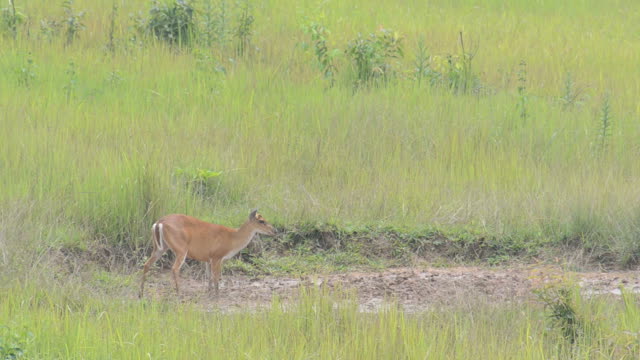 Deer eating salt marsh in the nature