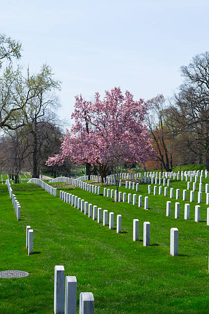 istock Cherry blossom at the Arlington Cemetery 473284874