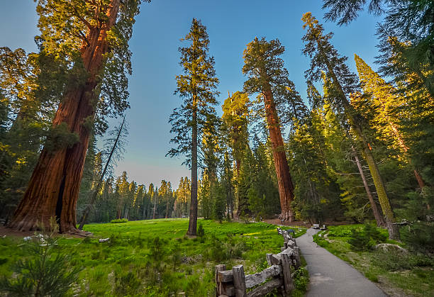 gigant redwood drzewa w sequoia national park, w kalifornii. - sierra zdjęcia i obrazy z banku zdjęć