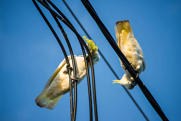 Cockatoos on the wire Cockatoos chewing on power lines sulphur crested cockatoo (cacatua galerita) stock pictures, royalty-free photos & images