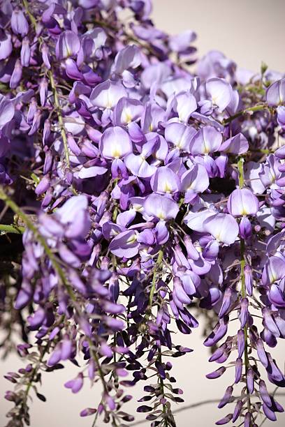 kwiatów wisteria, zbliżenie - - blütenpracht zdjęcia i obrazy z banku zdjęć