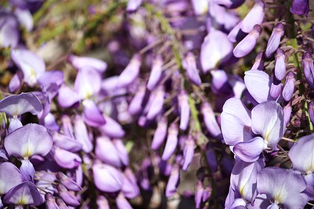 kwiatów wisteria, zbliżenie - - blütenpracht zdjęcia i obrazy z banku zdjęć