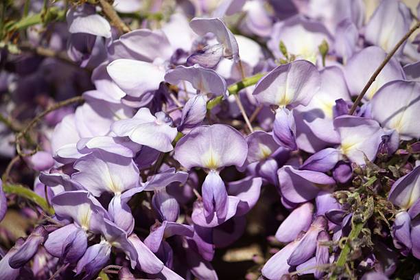 kwiatów wisteria, zbliżenie - - blütenpracht zdjęcia i obrazy z banku zdjęć
