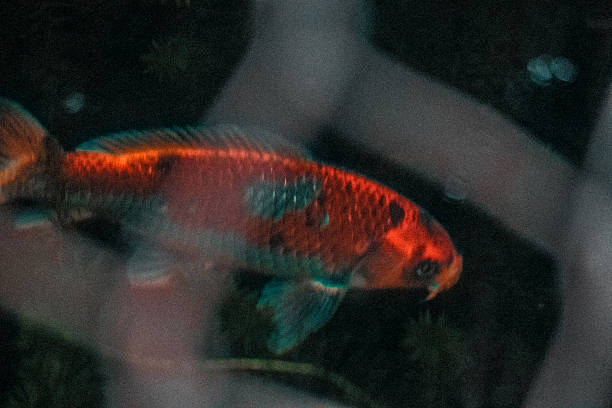 istock Red fish swim in the water 473286524