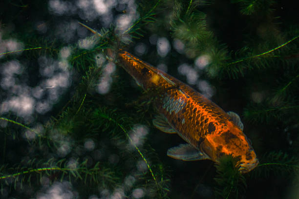istock Red fish swim in the water 473286550