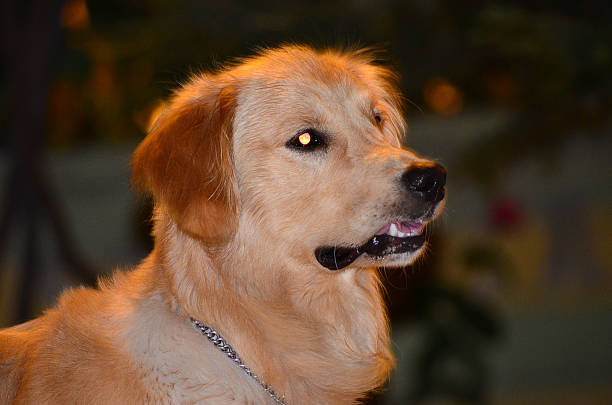 istock Golden Retriever on Black background - Stock image 473287122
