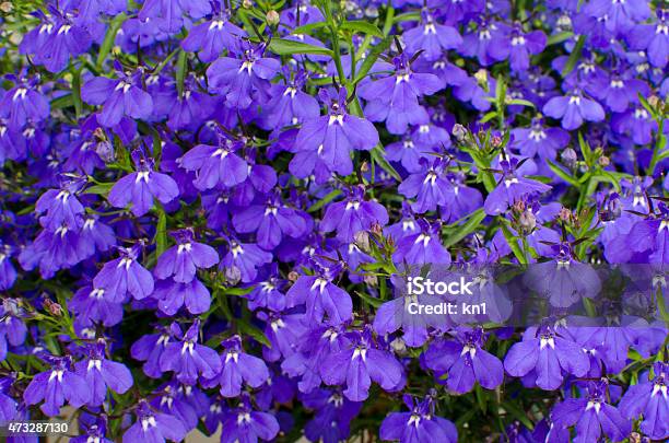 Lobelia Background Stock Photo - Download Image Now - Lobelia, 2015, Annual - Plant Attribute