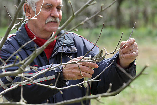 istock Agriculture, pruning in orchard, senior man working 473287858