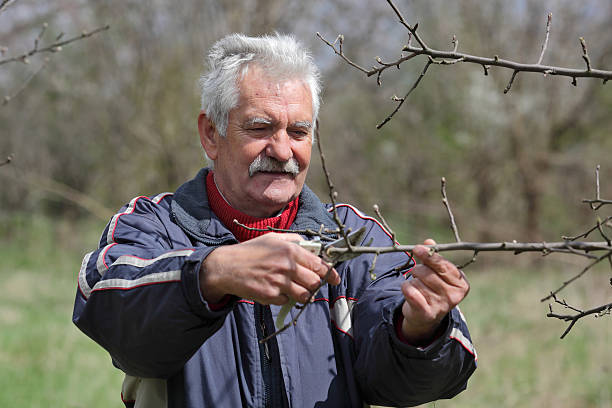 istock Agriculture, pruning in orchard, senior man working 473287860
