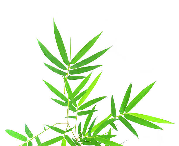 istock Green bamboo leaves on a white background 473288050