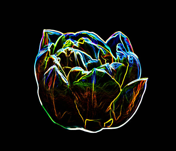 istock Abstract background made of tulip flower. 473288766