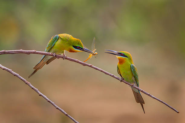 블루 꼬리 벌잡이새 (Merops philippinus) 스톡 사진