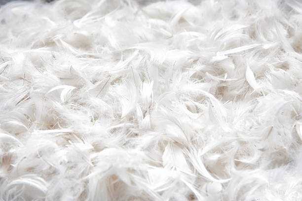 istock soft, weightless, gentle bird plumage texture for pillow 473289180