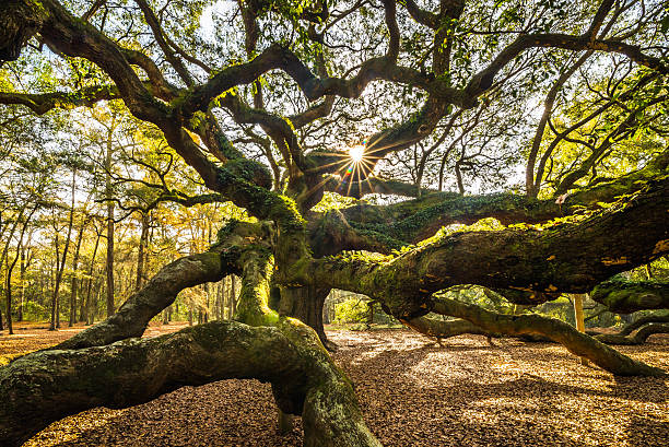 Angel Oak Tree stock photo