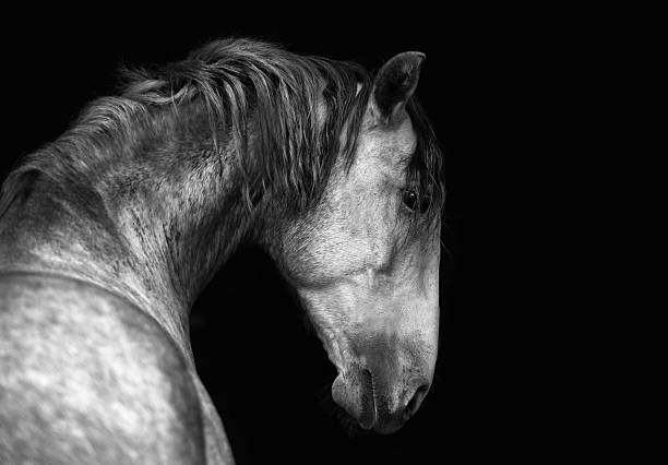 istock Lusitanian horse 473289522