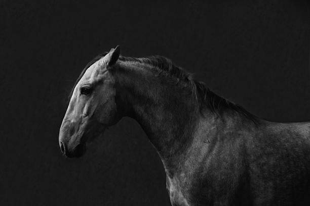 istock Lusitanian horse 473289786