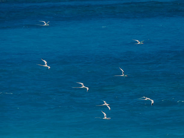 istock White-tailed tropicbirds,Phaethon lepturus, birds in flight 473290030