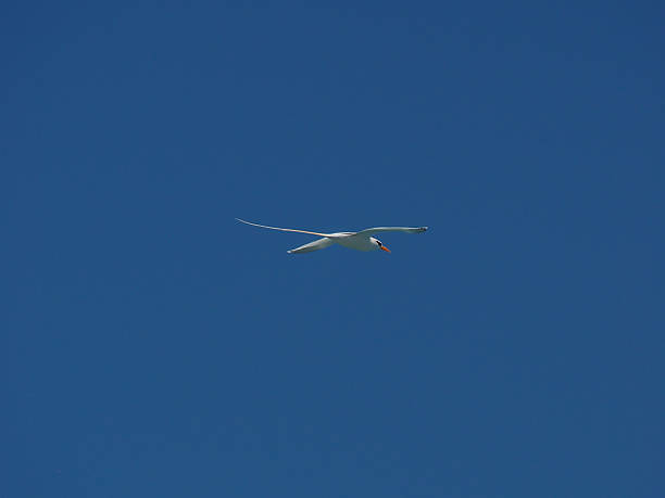 istock White-tailed tropicbird, Phaethon lepturus, bird in flight 473290042