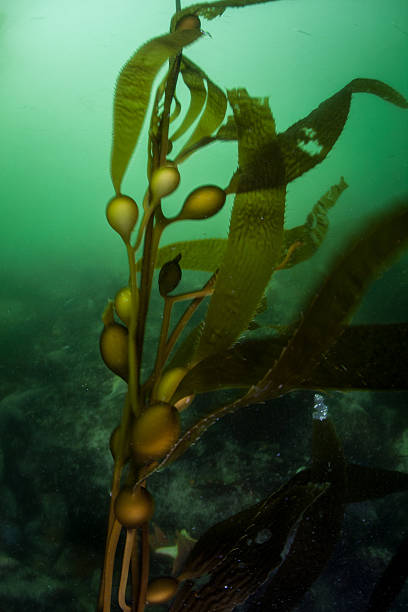 istock Kelp Growing Off California Coast 473291446