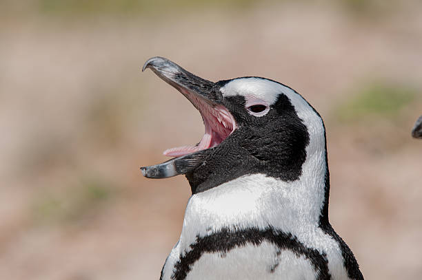 pinguins africanos - cape town jackass penguin africa animal - fotografias e filmes do acervo