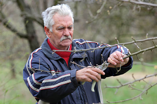 istock Agriculture, pruning in orchard, senior man working 473292478