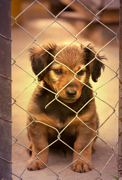 istock Dachshund puppy behind the fence 473293106