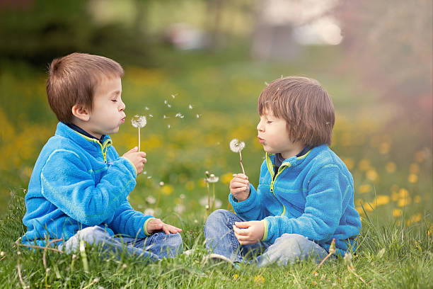 istock Happy cute caucasian boys, blowing dandelion outdoors in spring 473293230