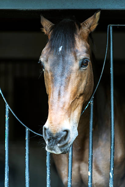 istock Horse Portrait at Stable 473295666
