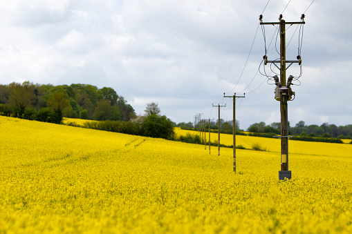 View over the Cotswold landscape near Cirencester in Gloucestershire. The striking yellow fields of the Oil seed rape crop stretching into the distance, followed by a row of telephone poles