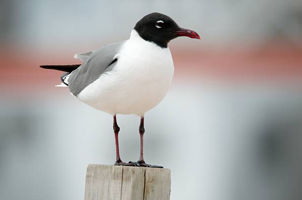 A pretty good species portrait shot of a single Laughing Gull, Leucophaeus atricilla, standing on a post that happens to be at the Ocean City Inlet. Simple enough to pull out and use as part of a background or extend the background.