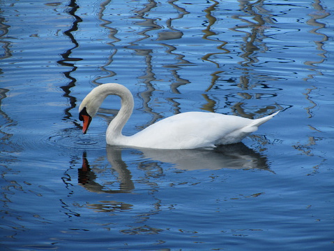 White swan reflection in Lake Geneva under blue sky