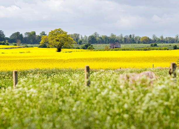 istock View over the Cotswold landscape near Cirencester in Gloucestershire 473297622