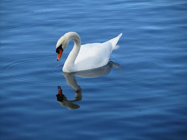 istock White swan reflection in Lake Geneva under blue sky 473297940
