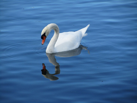 White swan reflection in Lake Geneva under blue sky