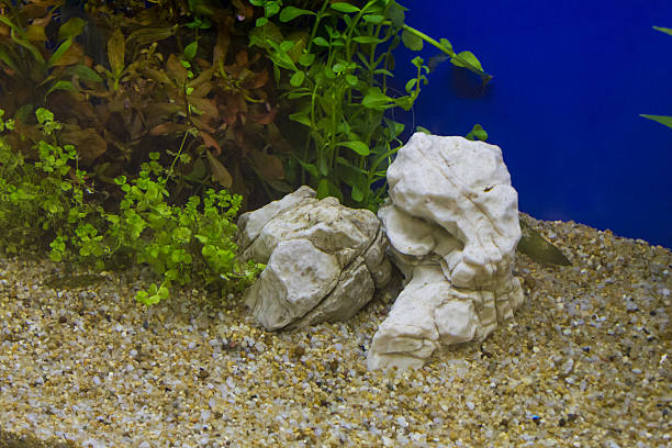 istock Plant in aquarium with fresh water 473298150