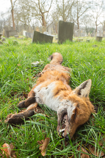 A dead red fox in a cemetery
