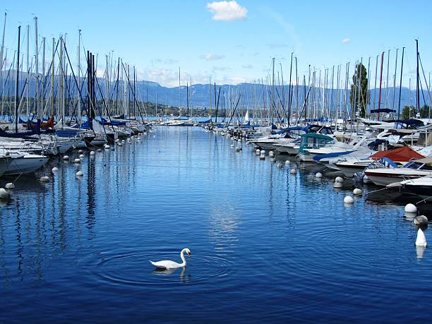 istock White swan reflection in Lake Geneva under blue sky 473298308
