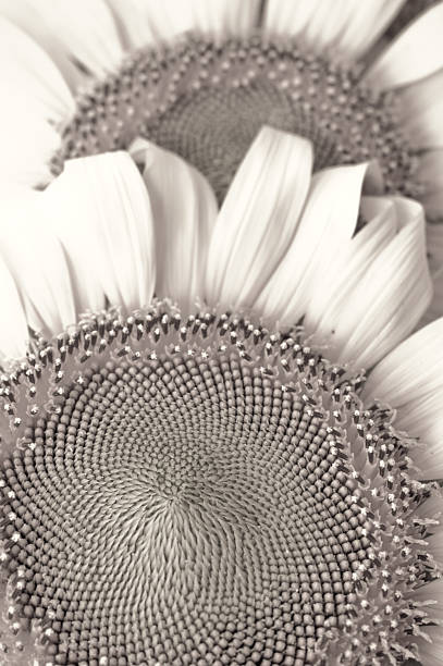 istock Sunflower isolated on white background 473298660