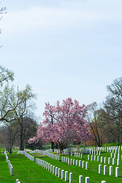 istock Pink flowers at Arlington Cemetery 473299964