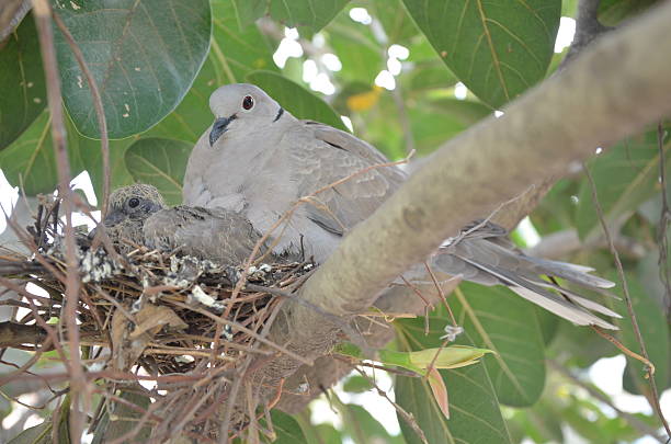 istock Affection of Mother - Ringneck Dove 473300054